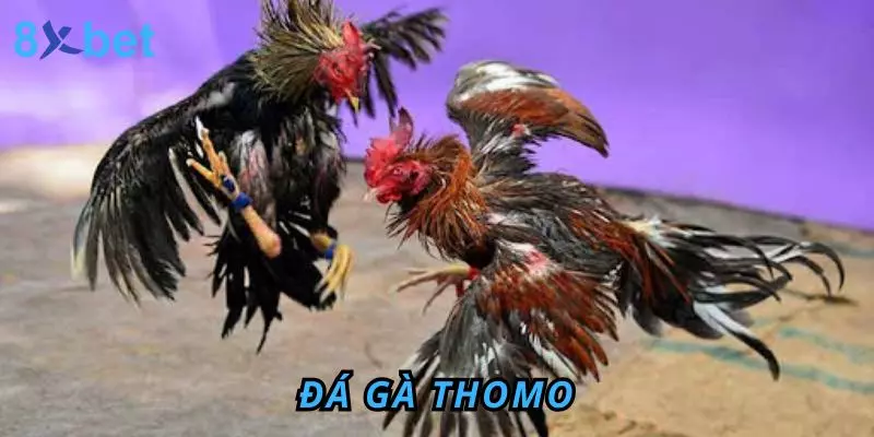 Đá Gà Thomo 8Xbet – Sân Chơi Đỉnh Cao Cho Anh Em Đam Mê Đá gà Thomo
